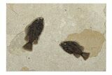 Plate of Two Fossil Fish (Cockerellites) - Wyoming #251891-1